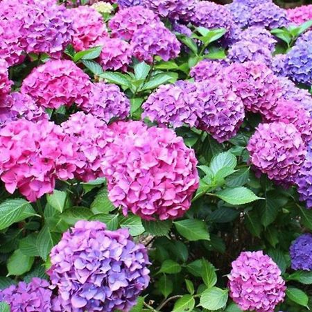 La Casita De Las Hortensias Ortigosa del Monte Esterno foto